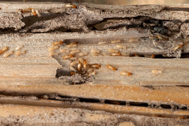 Pest Prevention Services in Santa Rosa, CA
